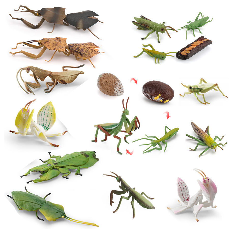 Kids Toys China - Modèle réaliste de Mantis Orchidée, Mantis