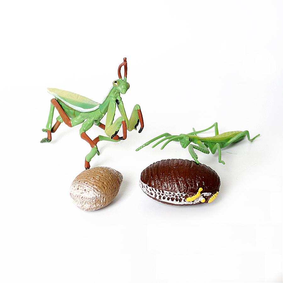 Modèle réaliste de Mantis Orch - Kids Toys China avis et prix